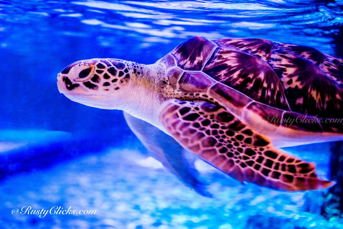 Gallery Image by Rusty Clicks